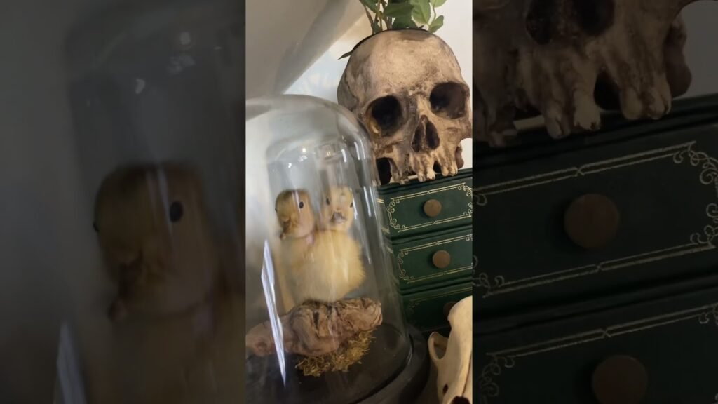 My house is.. an acquired taste | #goth #witchy #oddities #gothic My house is.. an acquired taste | #goth #witchy #oddities #gothic