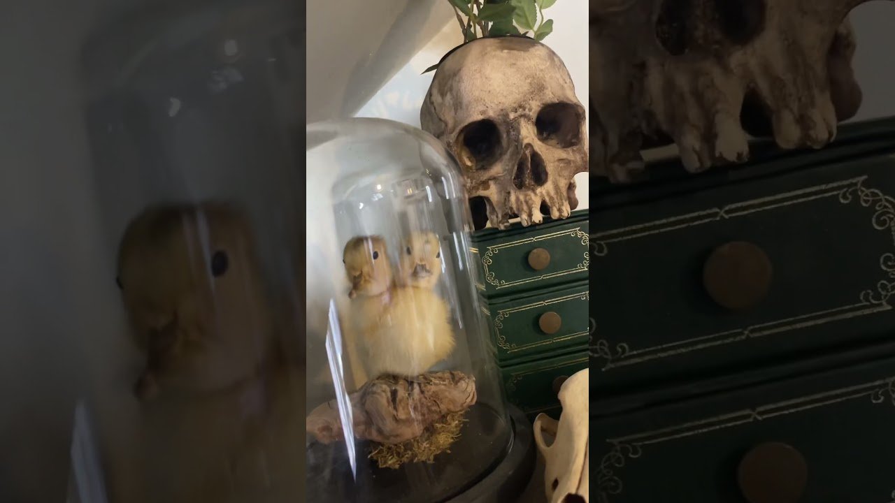 My house is.. an acquired taste | #goth #witchy #oddities #gothic