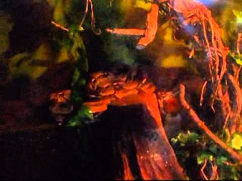 Aquarium Adventures: A Dive into the Depths with Toxic Tears