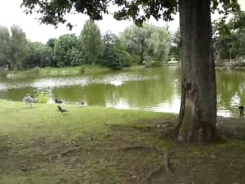 BIRDIES! in Toxic Tears’ Latest Video