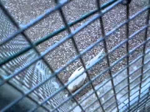 Different Birds: A Video by Toxic Tears